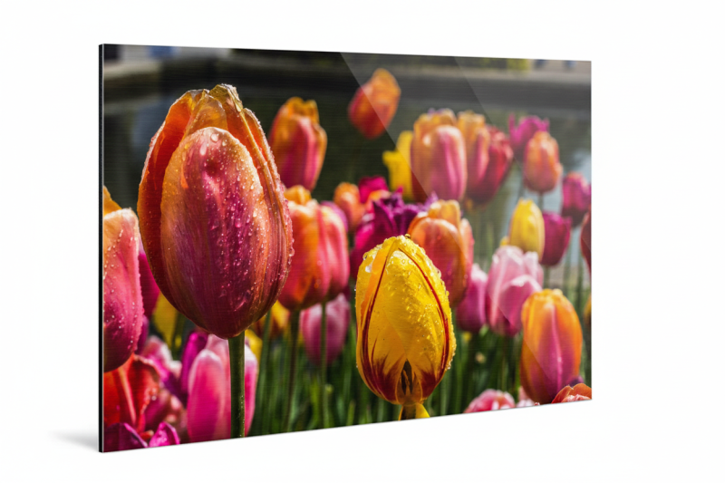 Luxe foto op Aluminium Dibond